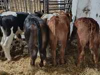 Bou, Bovine — foto 3