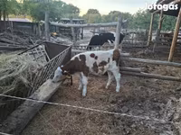 Bik, Simmental cattle — fotografija 3
