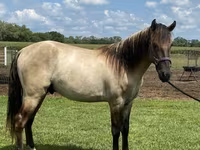 Hengst, Rocky Mountain Horse — Foto 5