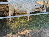 பசு, கோல்ஷ்டின் இனம்த் — புகைப்படம் 3