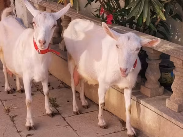 Kambing betina, Saanen goat