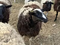 Carnero, Dorper sheep — foto 2
