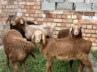 Pecora, Arashan sheep — foto 8