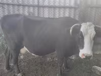 گاو ماده, Simmental cattle — عکس 7