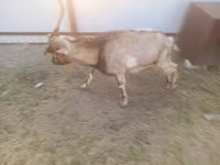 ወንድ ፍየል, Goats — ፎቶ 7