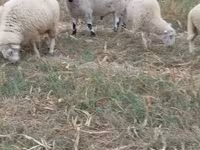 แกะตัวผู้, Cerry Hill sheep — รูปภาพ 2