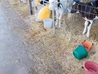 Byk, Swiss cattle — zdjęcie 6