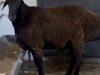 Қӯчқор, Hissar sheep — акс 3