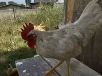 Derbyshire Redcap — sawirka 8