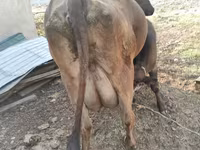 วัวตัวเมีย, Swiss cattle — รูปภาพ 4