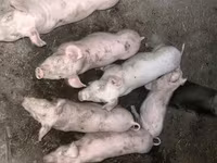 암퇘지, 돼지 — 사진 5