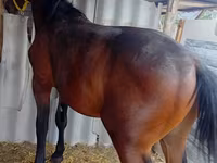 Hengst, Orlov Trotter — Foto 5