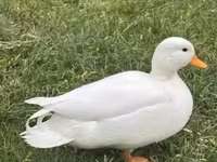 Ducks — تصویر 5