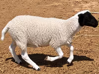 Kambing jantan, Dorper sheep — foto 5