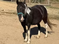 Jument, Chevaux — photo 2