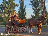 ሴት ፈረስ, Horses — ፎቶ 2