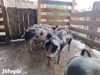 Säue, Schweine — Foto 4