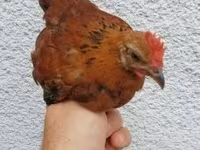 Chickens — 照片 2