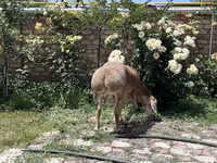 Beran, Arashan sheep — foto 6