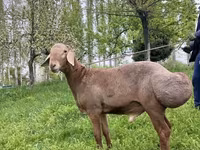 Montone, Arashan sheep — foto 4