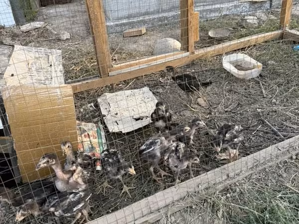 Chickens