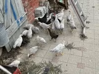 Chickens — zdjęcie 3