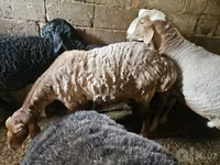 بھیڑ, بھیڑیں — تصویر 3