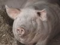 Porci (lot, sex nespecificat), Porci — foto 1