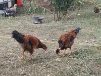 Chickens — 8 зураг