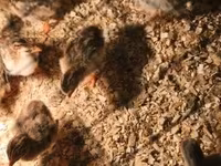 Chickens — լուսանկար 2