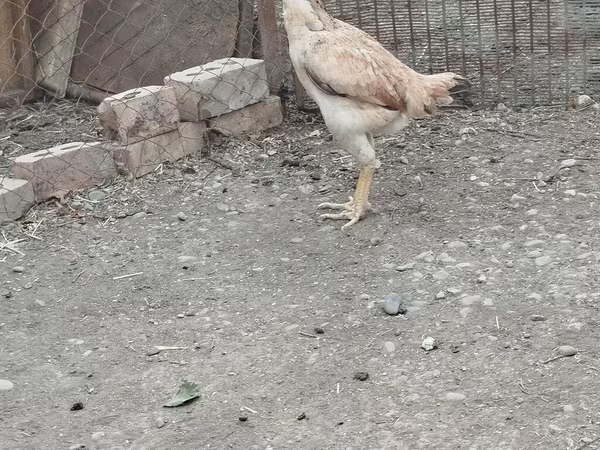 Chickens