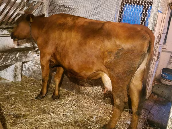 Lembu betina, Cattle