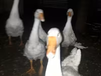 Geese — الصورة 1