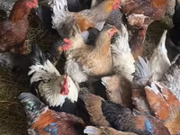 Chickens — φωτογραφία 3