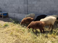 Brebis, Moutons — photo 3