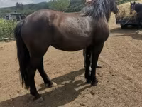 Stute, Međimurje horse — Foto 4