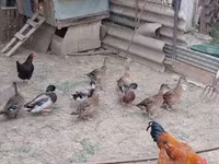 Ducks — รูปภาพ 2