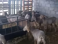 Biri-biri betina, Arashan sheep — foto 2