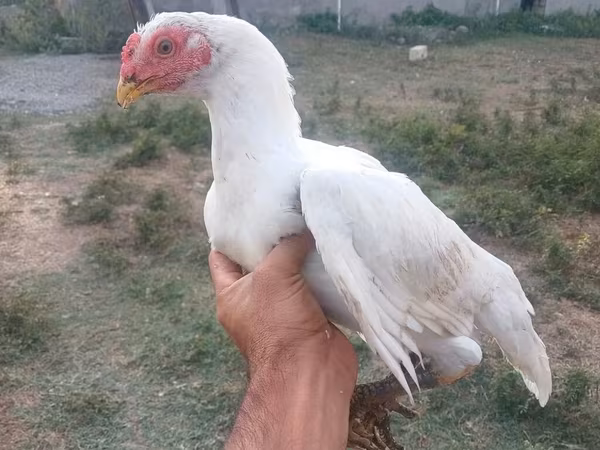 Chickens