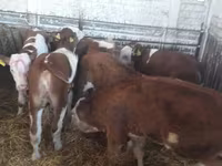 Toro, Mucca limousine — foto 2
