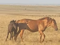 雌馬, Kazakh horse — 写真 2