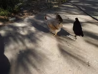 Japanisches Bantam — Foto 2