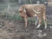 Vaca, Latvian Blue cattle — foto 3