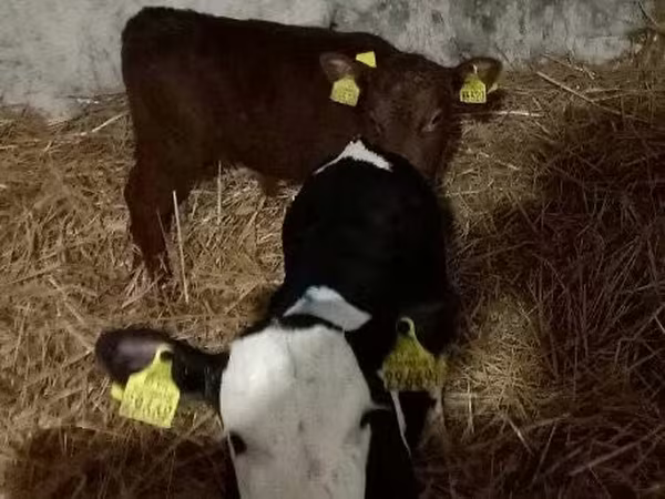 Cattle (batch, sex not specified), Hereford