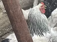 Brahma — foto 1