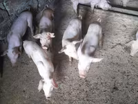 Sow, Pigs — photo 1