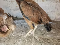 Chickens — zdjęcie 7