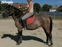 Yegua, Polish pony — foto 1