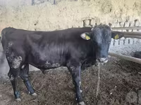 Býk, Red Estonian cattle — foto 5