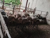 قوچ, Arashan sheep — عکس 6